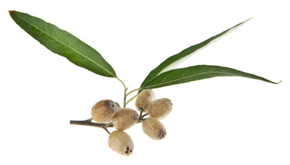 Wall Mural - olives isolated on white background. As an element of packaging design.