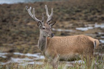 Red Deer