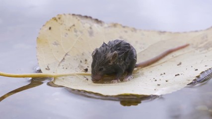 Wall Mural - A little mouse is floating on a leaf of a tree after a flood.