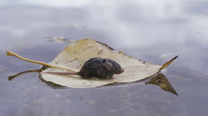 Wall Mural - A little mouse is floating on a leaf of a tree after a flood.