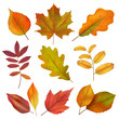 Autumn leaves. Realistic yellow and red fall leaf. Isolates vector set. Illustration of fall season, leaf collection realistic