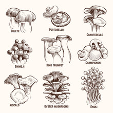 Sketch Mushrooms. Autumn Edible Mushroom Healthy Food Vintage Engraved Vector Illustration. Mushroom Edible, Healthy Food Collection