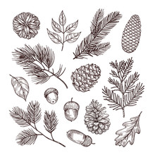 Sketch Fir Branches. Acorns And Pine Cones. Christmas, Winter And Autumn Forest Elements. Hand Drawn Vintage Vector Isolated Set. Illustration Of Nature Decoration Drawing Fir