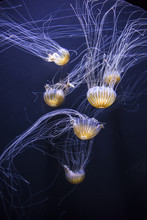Bunch Of Jellyfish