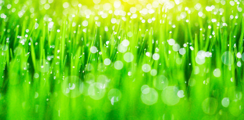  Fresh green grass with dew drops in sunshine on auttum and bokeh. Abstract blurry background. Nature background. Texture. copy space.