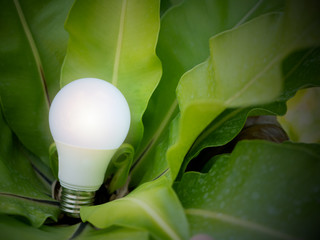 Wall Mural - light bulb on tree natural background. green energy concept