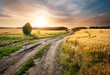 © alexlukin - Country road in a field with ears of wheat