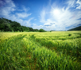 Wall Mural - country road in field with ripening ears of wheat under sun