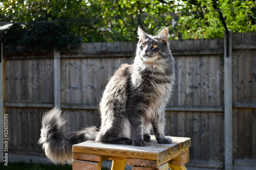 Large Maine Coon Male Silver Blue Tabby Cat With Long Fur Outdoors In Garden Stock Foto Adobe Stock