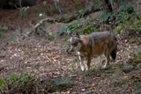 Fototapeta Mapy - Wolf in Bayerischer Wald National Park, Germany