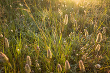 Close Up Of Pussy Willow Type Plants And Grass In Morning Sunlight
