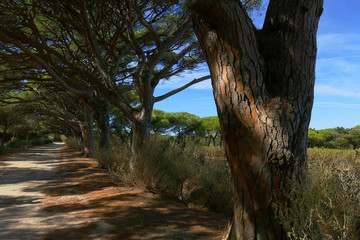 porquerolles - chemin 2