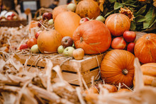 Pumpkins Display Free Stock Photo - Public Domain Pictures