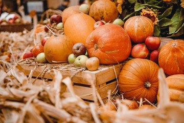 exhibition of farm products: pumpkin patch, corn, apples.