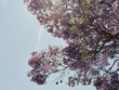 Jacaranda blossoms