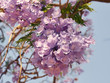 Jacaranda blossoms