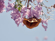 Jacaranda blossom with pod