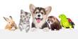 canvas print picture - Group of pets together over white banner. isolated on white background