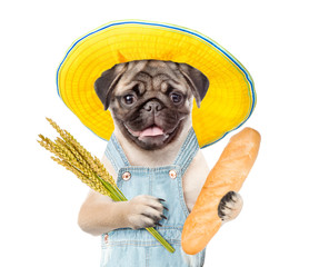 Poster - Happy puppy farmer holding a bunch of wheat and bread. Isolated on white background