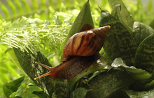 Snail Crawling On Green Leaves And Water Drops. Close-up