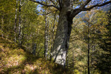 Fototapeta Na ścianę - Old and hollow tree