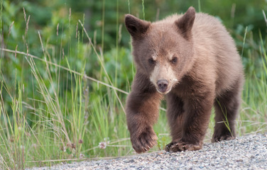 black bear cub