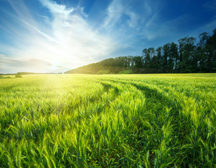 Wall Mural - country road in field with ears of wheat under sun