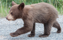 Black  Bear Cub
