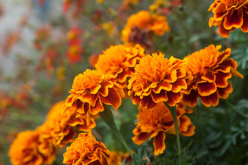 Wall Mural - closeup of orange marigolds in public garden