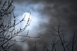 Full moon with white clouds with bare tree branches. Concepts of lunar cycle, midnight, night