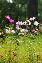 Wall Mural - autumn flowers,Beautiful Autumn Cosmos,Cosmos Fall Autumn Landscape