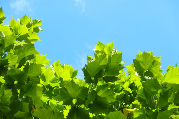 Autumn sky landscape,The sycamore of the autumn sky,Autumn leaves informing of autumn