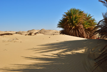 Wall Mural - Landscape of the Western desert Sahara, Egypt
