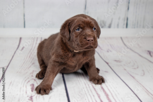 Labrador Welpen Buy This Stock Photo And Explore Similar Images