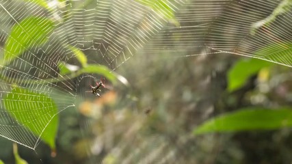 spiny spider micrathena sp. repairing a broken web in the morning with other web in background. in m