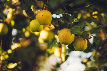 Branch of an apple tree in garden at harvest time in autumn at sunny afternoon.