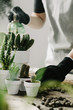 © FollowTheFlow - Gardeners hand watering cacti and succulents in white pots on the wooden table. Concept of home garden. Transplanting plants.