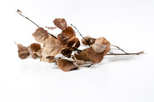 Autumn Dried Branch With Dried Leaves