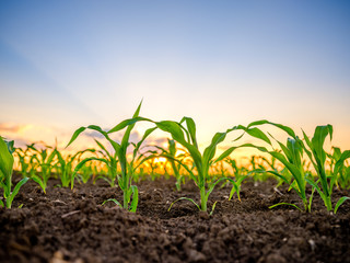 Wall Mural - Green corn maize plants on a field. Agricultural landscape