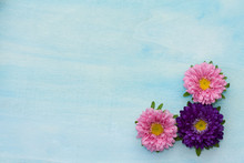 Beautiful And Colorful Aster Flowers On Blue Background.