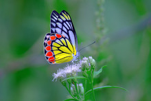 Beautiful Indian Jezebel Butterfly Sitting On The Flower Plant In Its Natural Habitat
