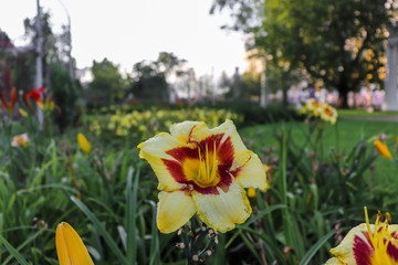 The beautiful Lily is a gentle yellow with a brown middle. Closeup of a yellow flower with pistils. Closeup flower on a green meadow.