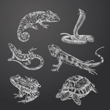 Hand Drawn Reptiles And Amphibians Sketches Set. Collection Of Chameleon, Lizard, Tortoise, Frog, Snake And Other Sketch Elements Isolated On Chalkboard
