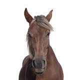Fototapeta Konie - Portrait of a brown horse with a light mane