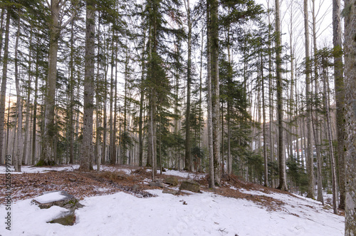 Inverno Bosco Innevato Accesa La Mente E Leggero Il Cuore