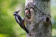 The Great Spotted Woodpecker On The Nest