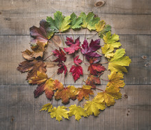 High Angle View Of Colorful Leaves Arranged On Wooden Table
