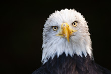 Close Up Portrait Of A Bald Eagle (Haliaeetus Leucocephalus)
