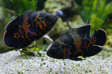 Oscar Fish (Astronotus Ocellatus). Tropical Freshwater Fish In Aquarium.