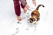 Young Woman Letting Calico Cat Go From Arms, Hands Outside, Outdoors On House Deck, In Park In Snow, Snowing Weather During Snowstorm, Storm With Snowflakes, Flakes Falling